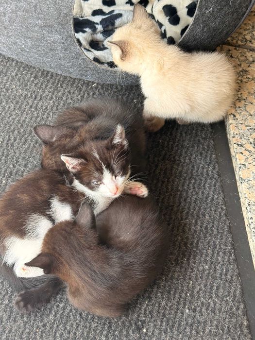 Gatinhos para adoção responsável – Braga / Vila Verde
