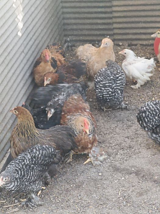 Pekins de Várias Cores