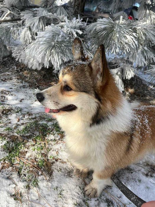 Цуценята коргi, 2 місяці, стать хлопчики та дівчата з документами