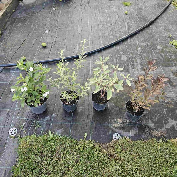 Вейгели продаж різні сорти