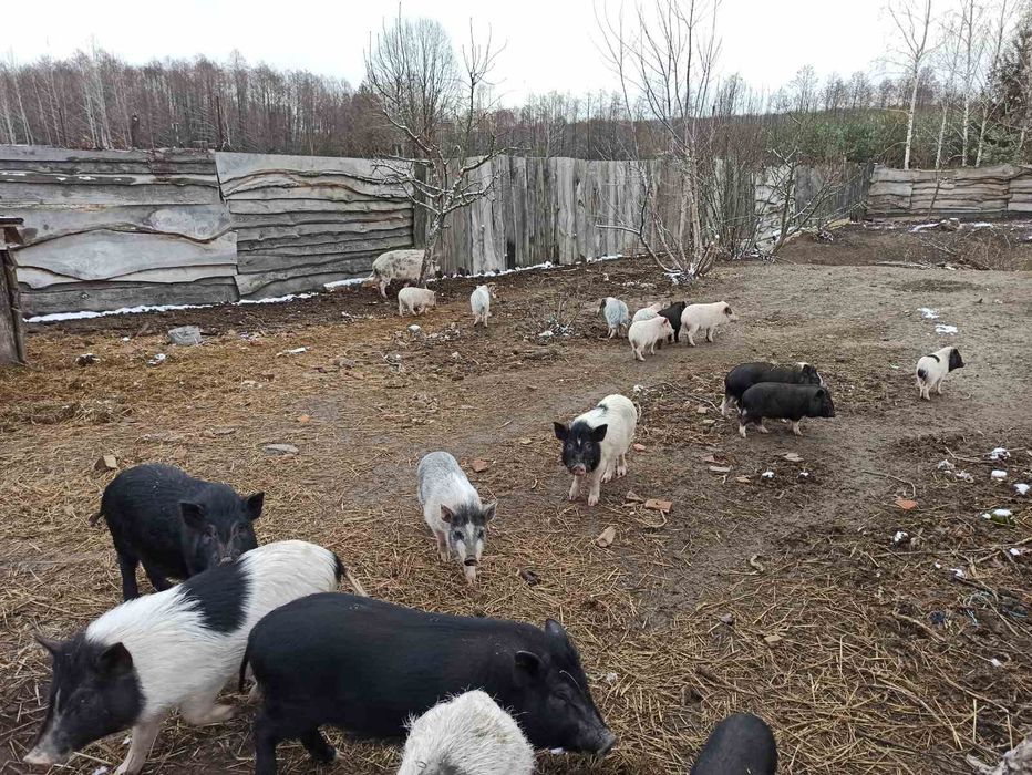 Продаємо в'єтнамських поросят