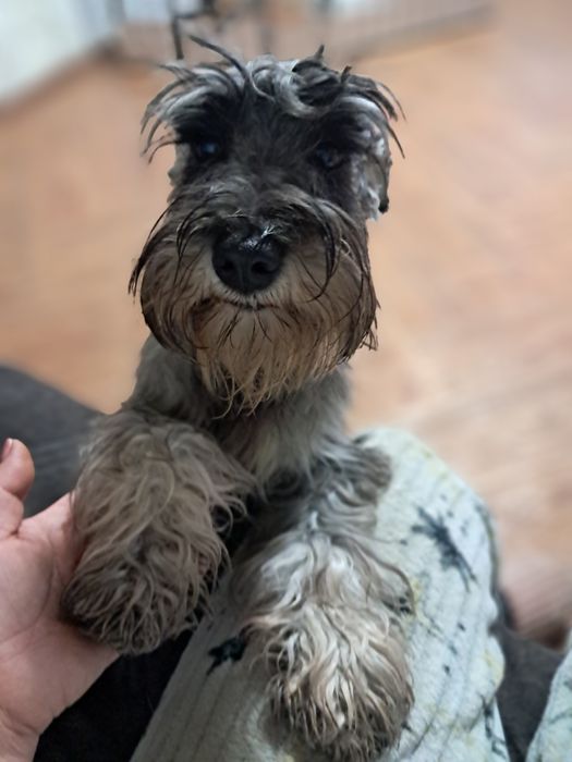 Цвергшнауцер дівчинка