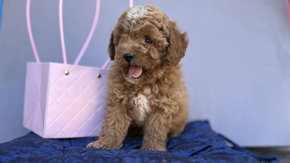 Гарний персик хлопчик