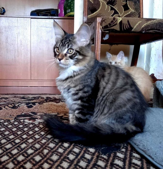 Мейн кун кошенята