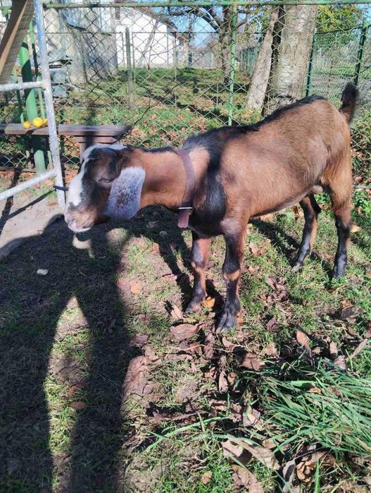 Продам Нубійця або обміняю на кізочку Нубійку