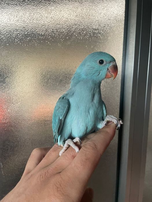 Ring neck domesticados com cedência e sexagem