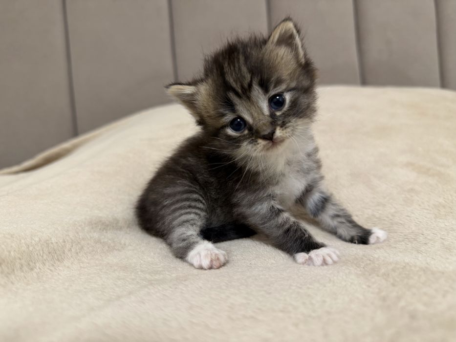Котики шукають дім