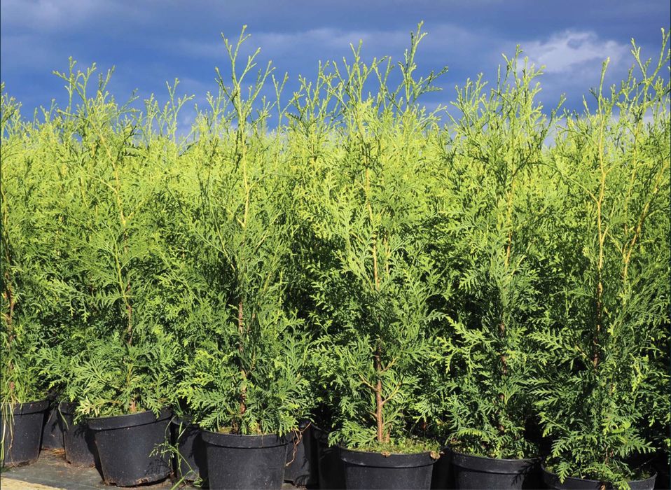 Туя Брабант 80-100см