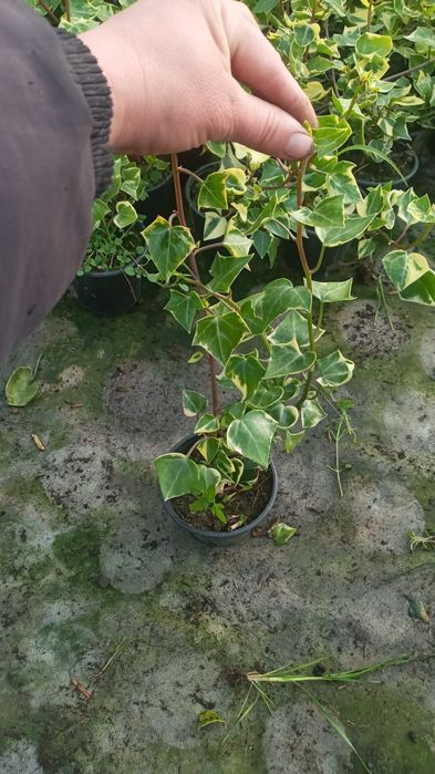 Квіти від Наталі