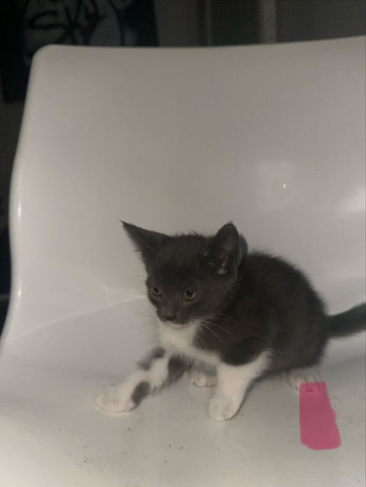 Gatos bebés para adoção