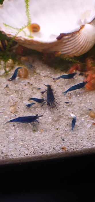 Camarões Neocaridina Blue Dream