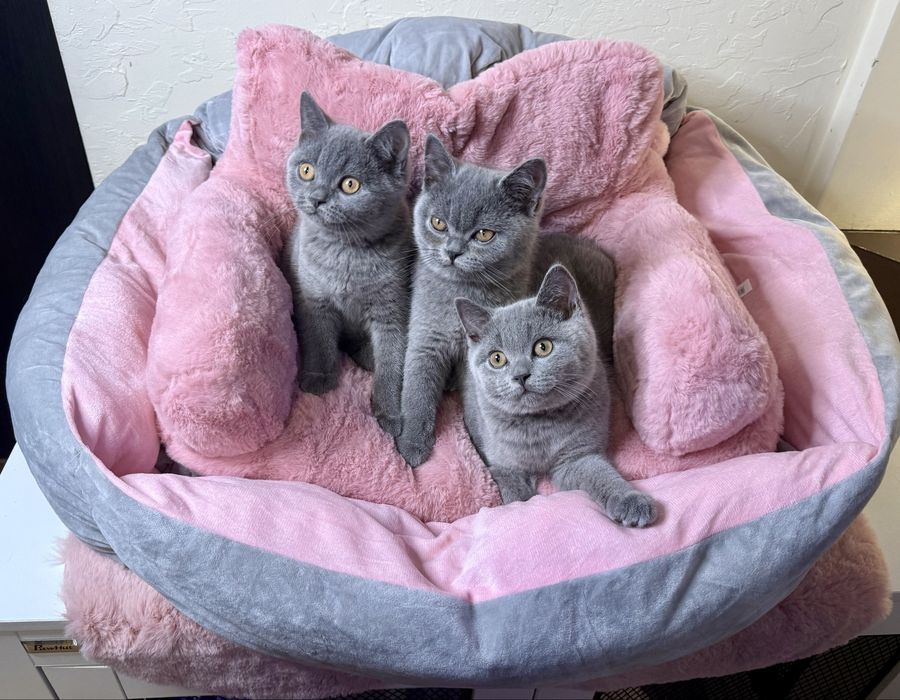 Kot brytyjski niebieski krotkowlosy kotka