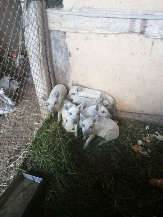 Продаються поросята Мангалиці двог місяці