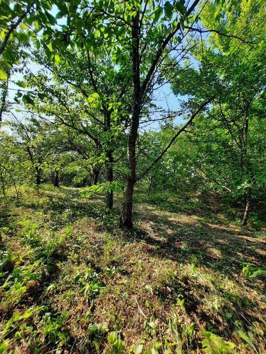 Продам дачный участок. п. Аксютовка