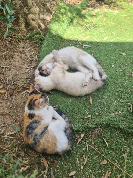 Gatinhas para adoção responsável