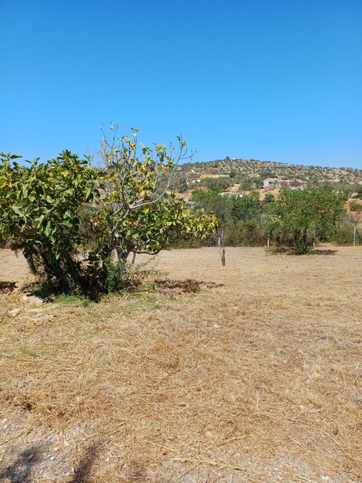 Limpeza de terros/Manutenção de jardins