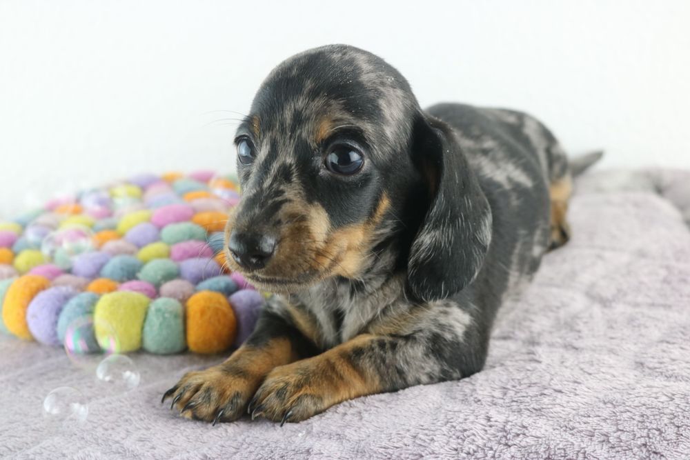 teckel arlequim de preto mini femea