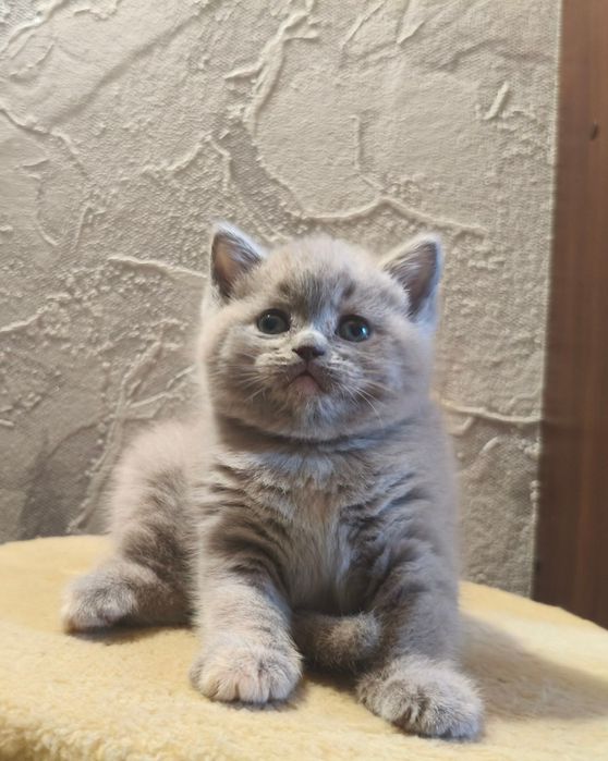 Продам британських котят