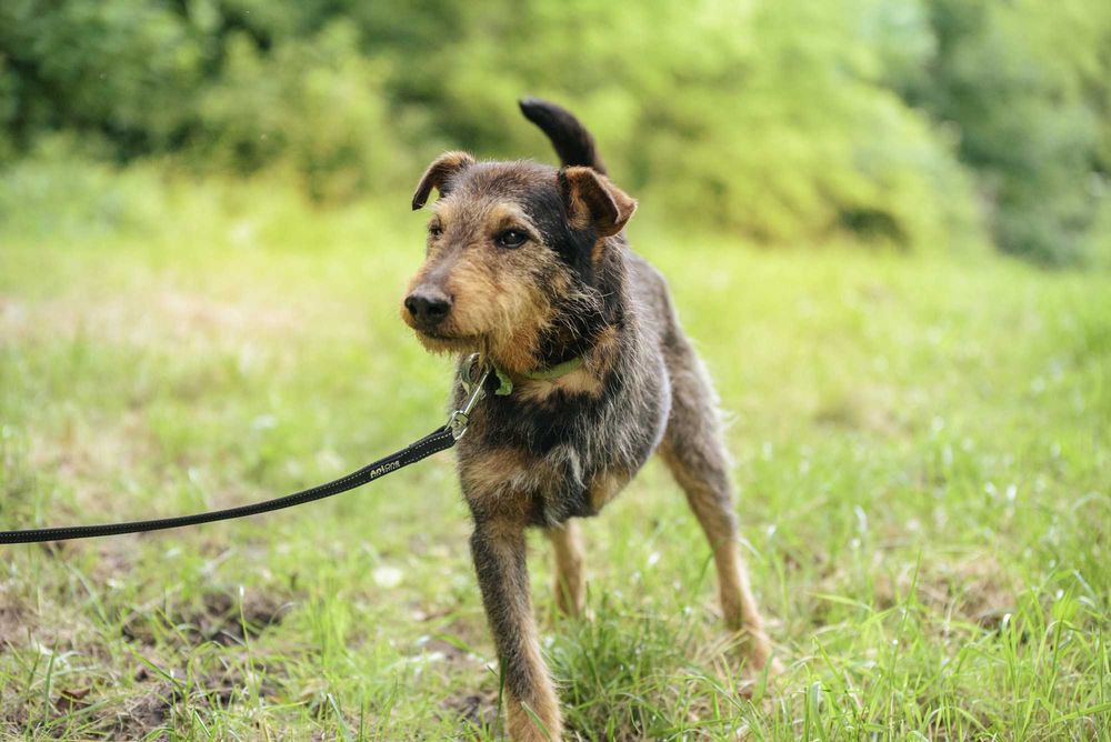 Wspaniały trójłapek w typie terriera - pokochaj Legora