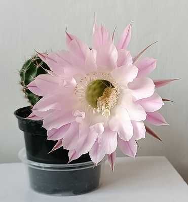 Kaktus kwitnący Echinopsis Eyriesa -różowy