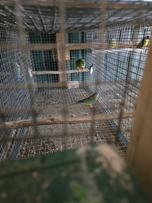 Vendo Neofemeas / Troco