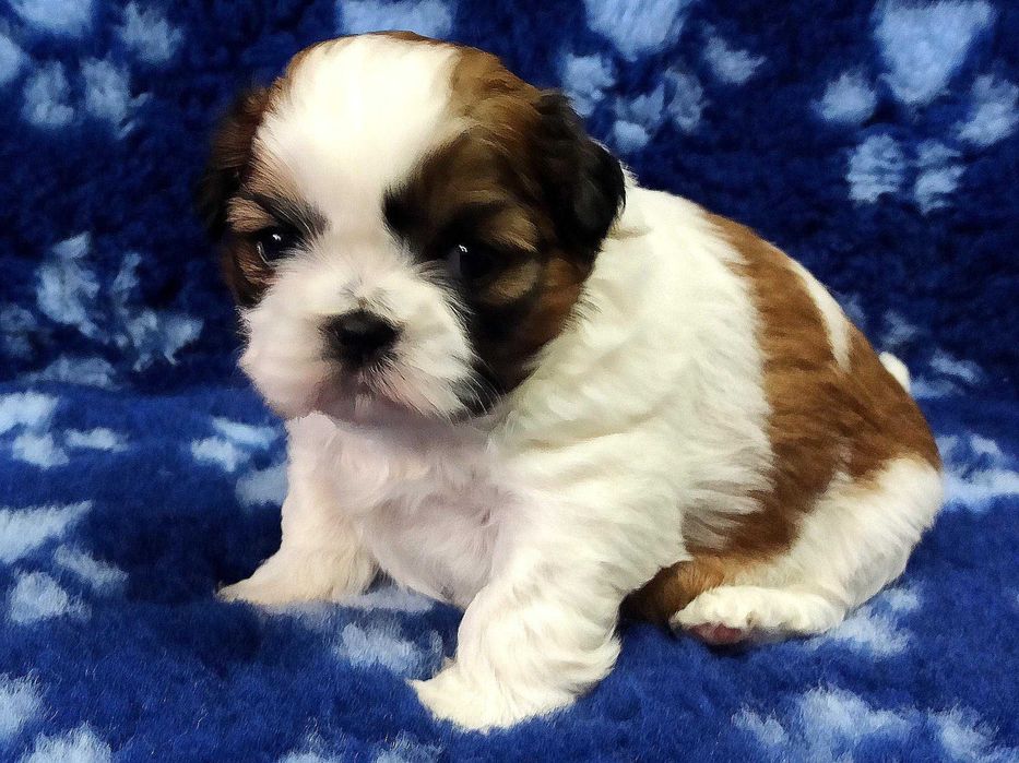 Śliczna suczka shih tzu  UCI