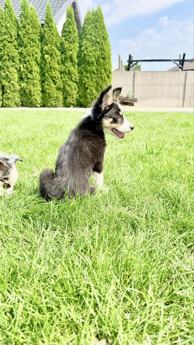 Border collie suczka