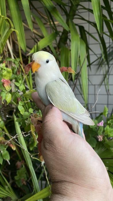 Agapornis domesticado