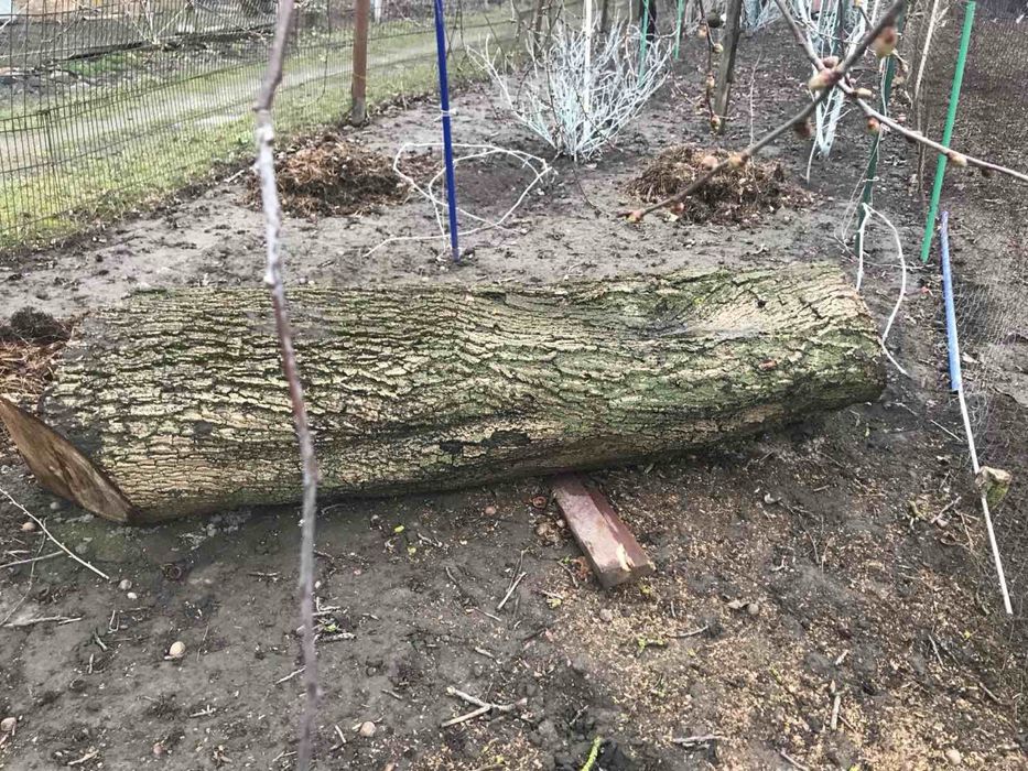 Продається стовбур горіха