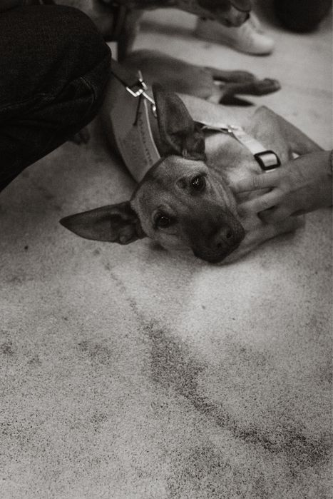 Roxy - adoção responsável