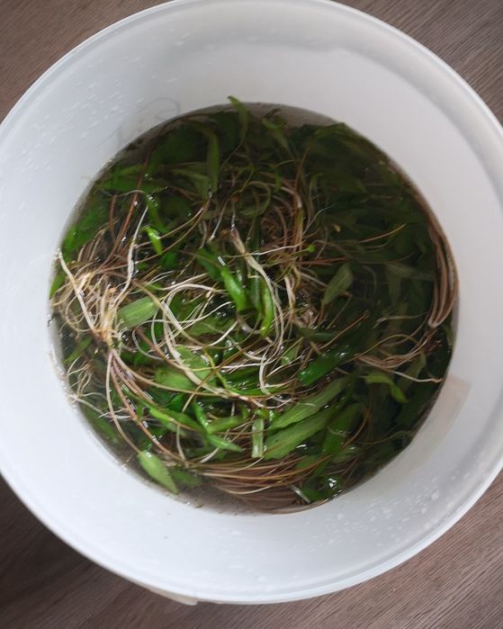 Kryptokoryna Wendtii
