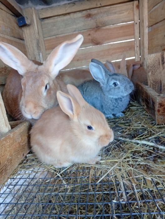 Кролики. Французький баран. Бургундські. Радянська шиншила. Строкачі.