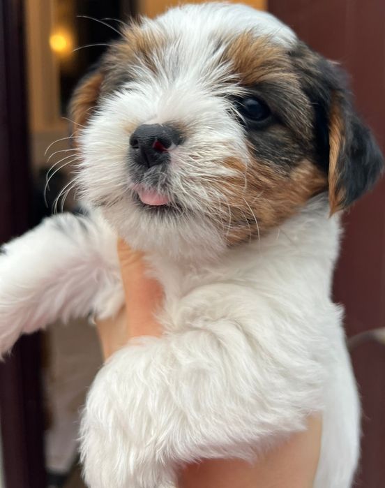 Бівер Йорк. В'язка.