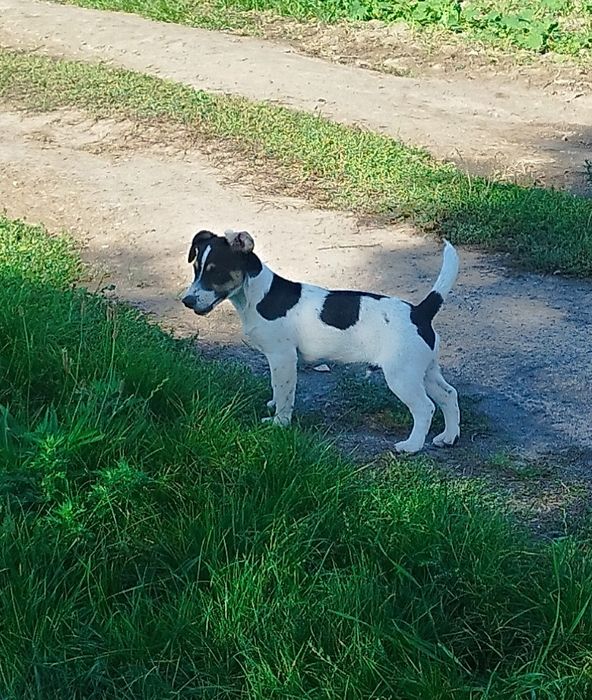 Szczeniak Jeck Russell Terrier