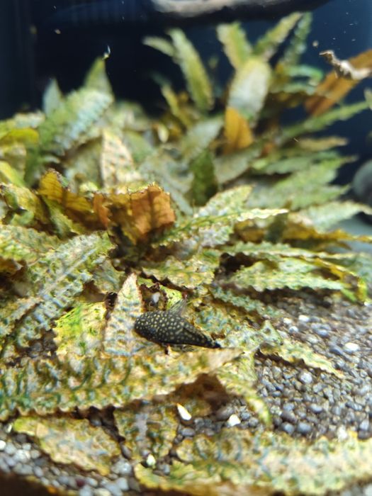 Zbrojniki niebieskie czarne i albinosy