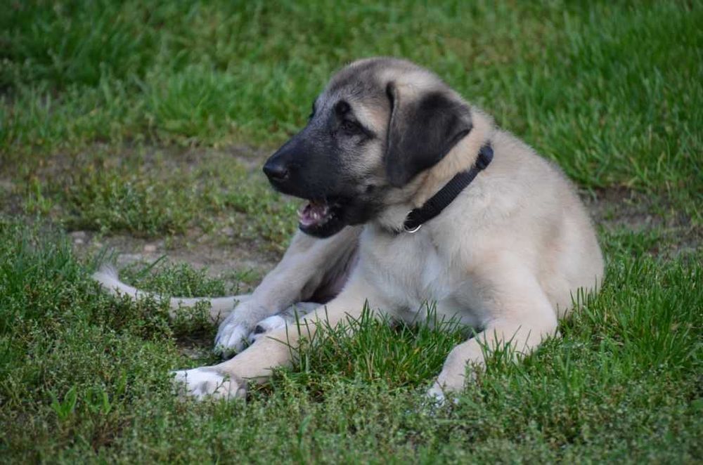 Champion Turcji BARUT  kangal.D.K.BUBU FCI