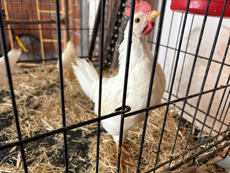 Leghorn  pinto puro