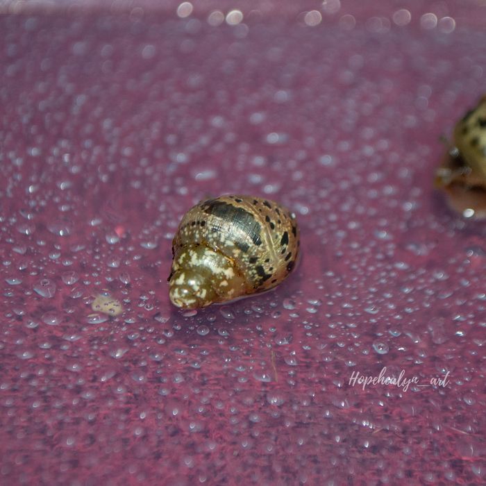 Achatina tincta tincta congo