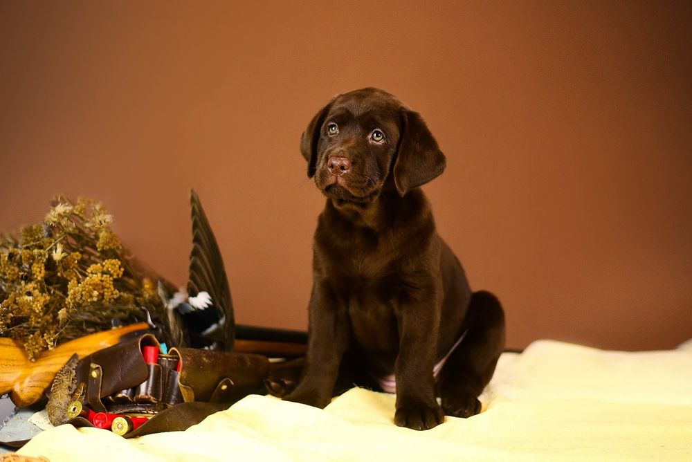 Солоденькі шокодітки!