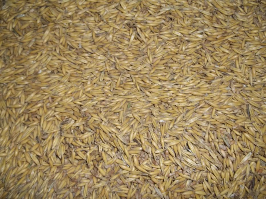 pszenica pszenżyto owies