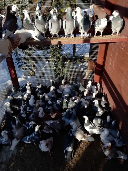 Gołębie Staropolskie