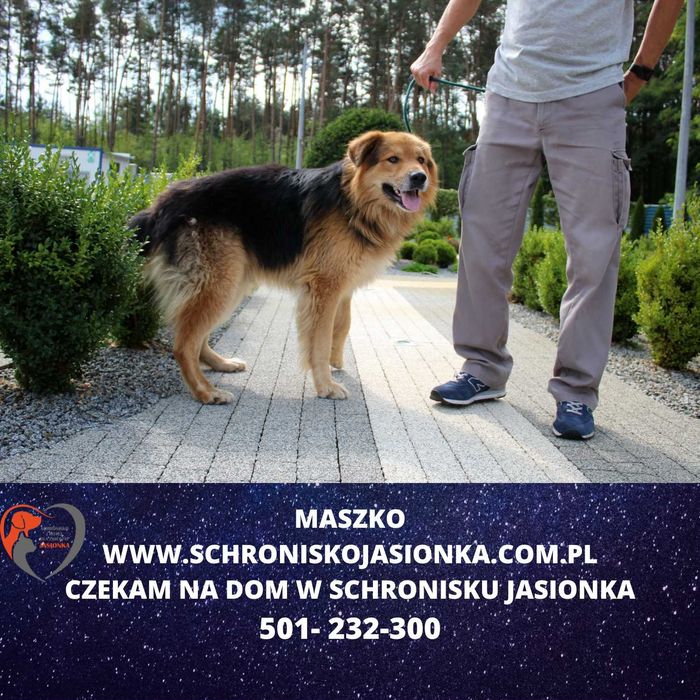 Maszko do adopcji – Schronisko Jasionka