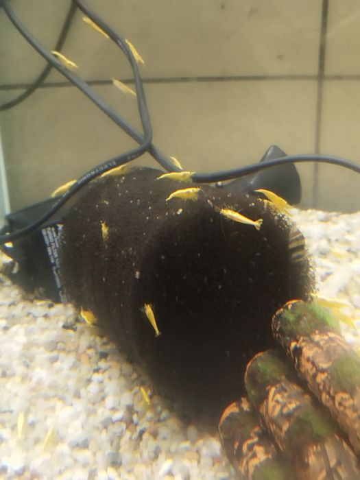 Krewetki krewetka yellow z pasem dorosłe