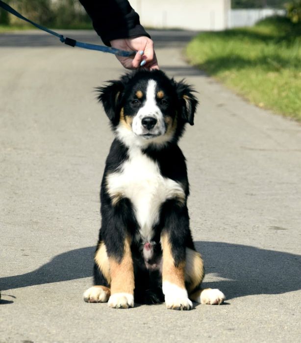 Amerykanski Owczarek Miniaturowy