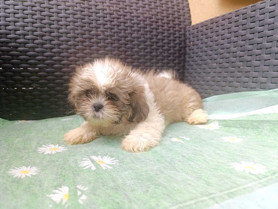 Pieski  Shih- Tzu  - pełna dokumentacja