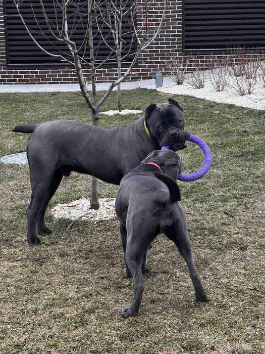 Елітні щеночки-Cane corso