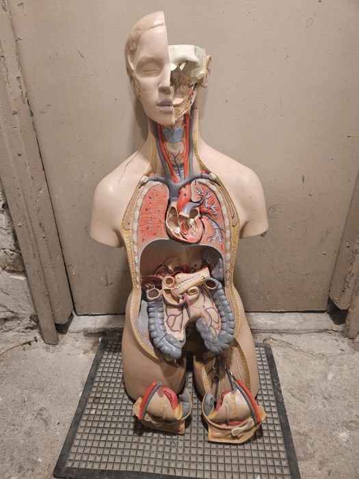 Anatomiczny model człowieka