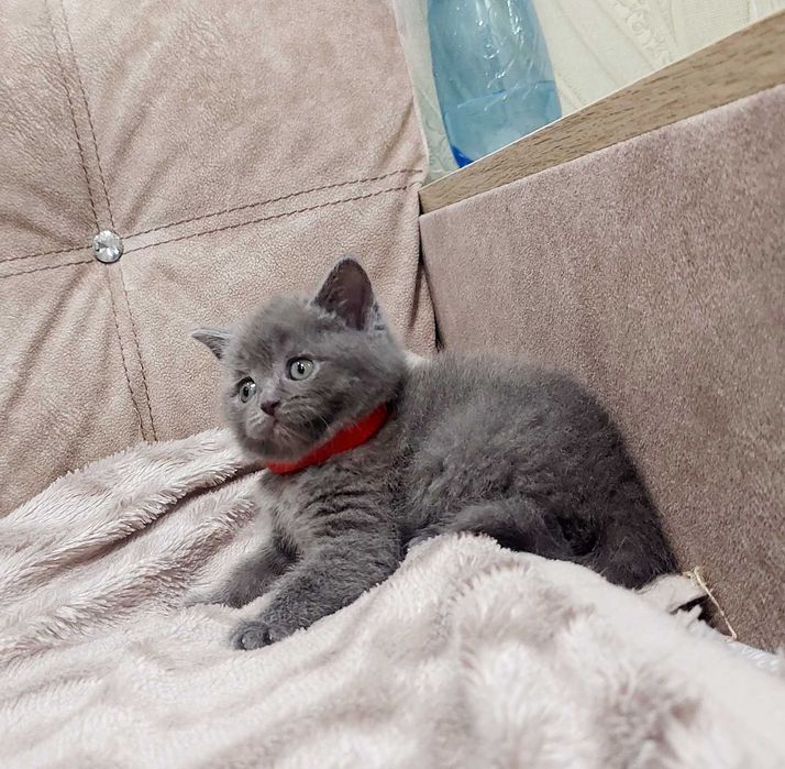 Британська голуба дівчинка