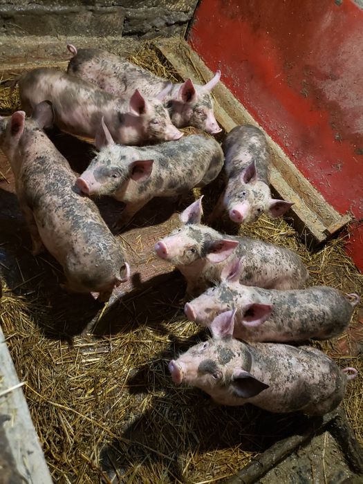 Поросята срочно мясо сальні