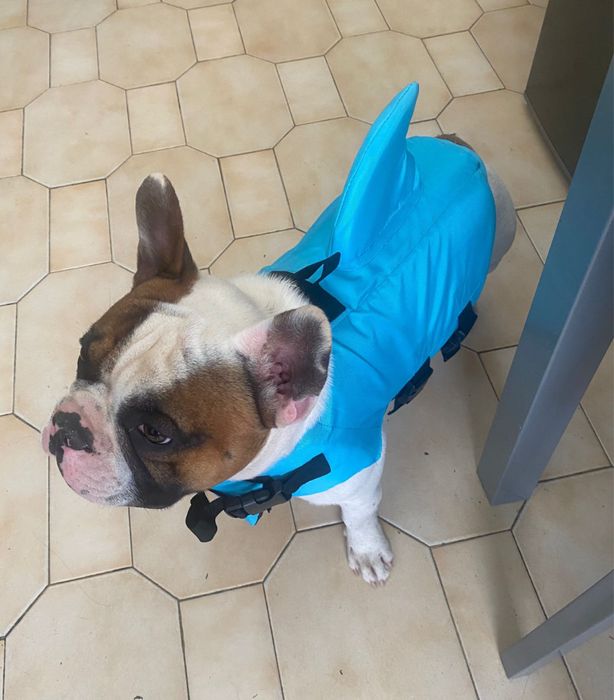 Bóia azul para cão